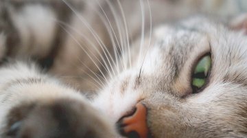 Mutuelle santé pour votre animal