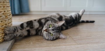 Quelle mutuelle choisir pour votre chat ?
