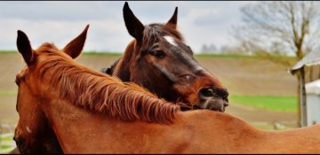Assurance santé pour chevaux