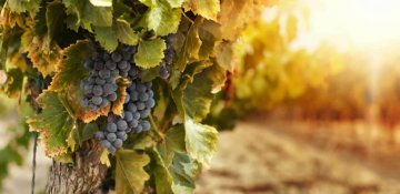 Investir dans les vignes Investir dans les vignes