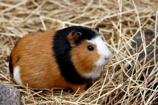Cochon d'Inde sur de la paille